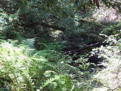 Lilium pardalinum pardalinum