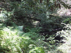 Lilium pardalinum pardalinum