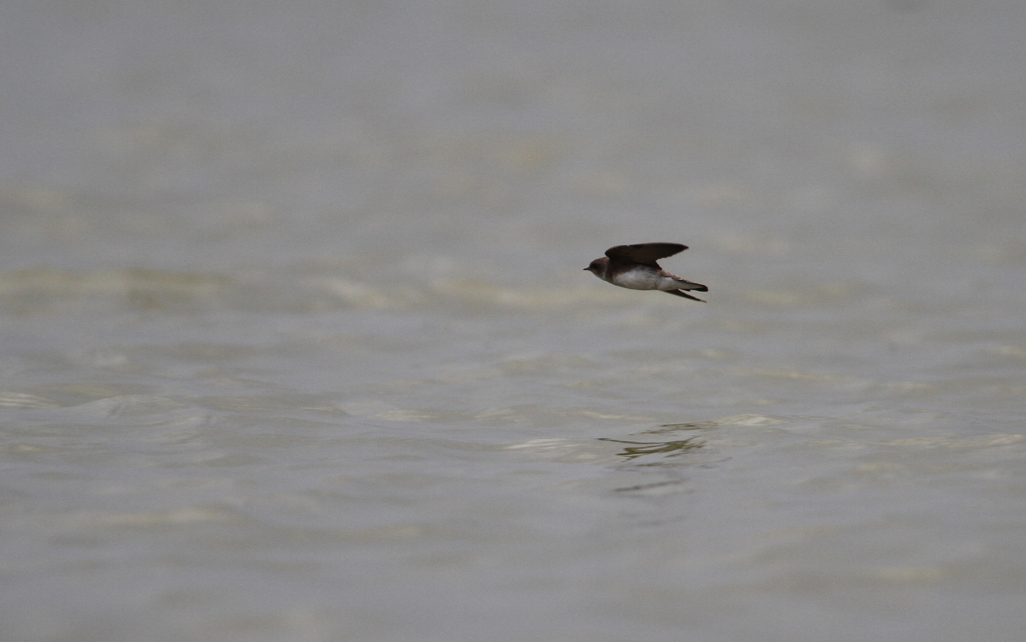 Grey-throated Martin