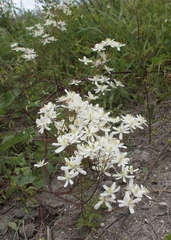 Clematis lathyrifolia