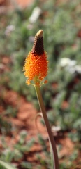 Bulbinella latifolia doleritica