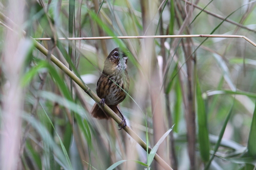 Marsh Babbler (Pellorneum palustre), photo 2