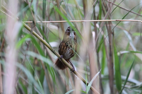 Marsh Babbler (Pellorneum palustre), photo 3