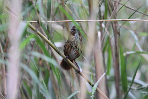Marsh Babbler (Pellorneum palustre), photo 4