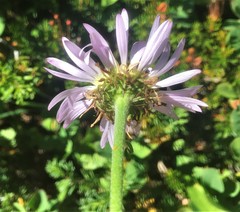 Erigeron glacialis glacialis