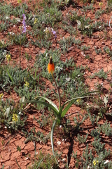 Bulbinella latifolia doleritica