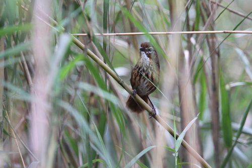 Marsh Babbler (Pellorneum palustre), photo 5
