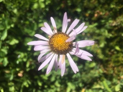 Erigeron glacialis glacialis