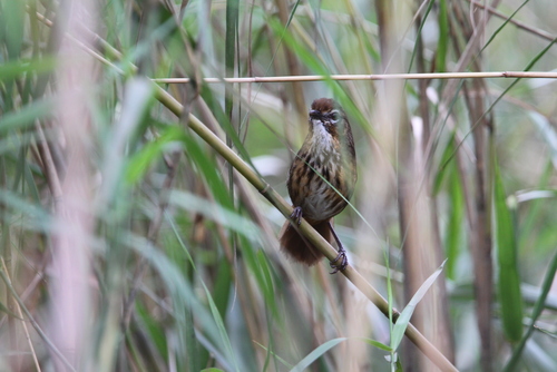 Marsh Babbler (Pellorneum palustre), photo 6