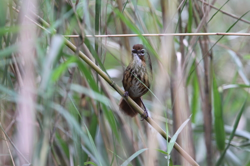 Marsh Babbler (Pellorneum palustre), photo 7