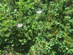 Erigeron glacialis glacialis