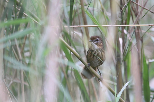 Marsh Babbler (Pellorneum palustre), photo 8