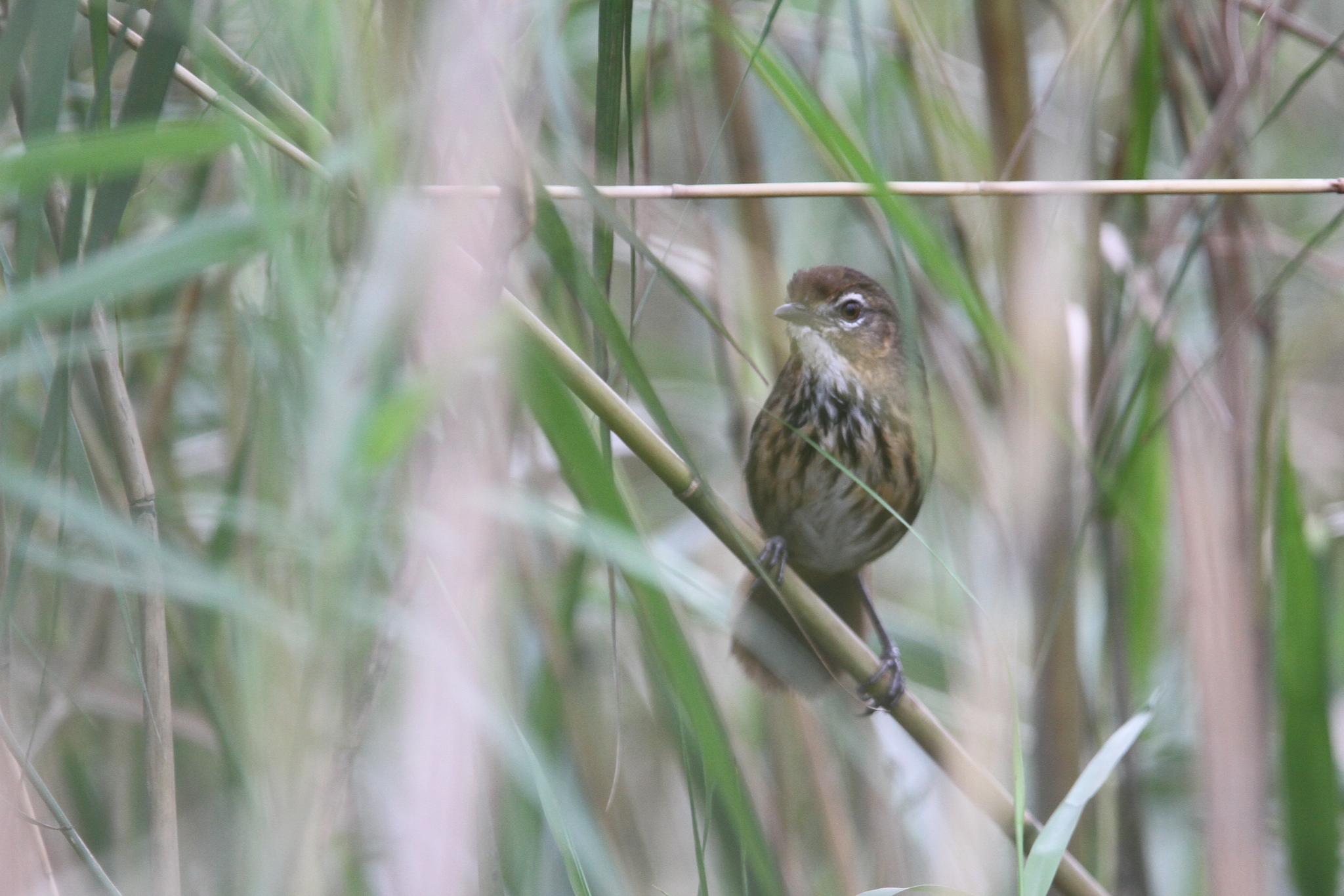 Marsh Babbler (Pellorneum palustre), photo 9