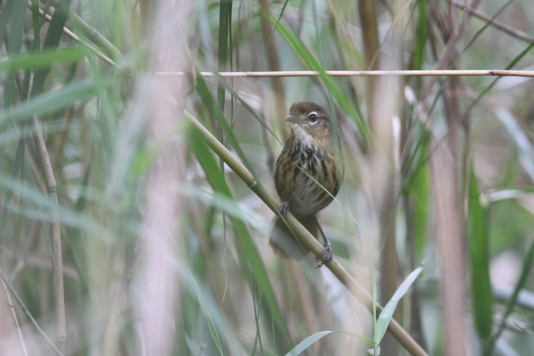 Marsh Babbler (Pellorneum palustre), photo 10