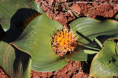 Daubenya capensis