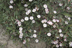 Convolvulus lineatus