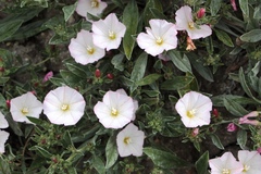Convolvulus lineatus