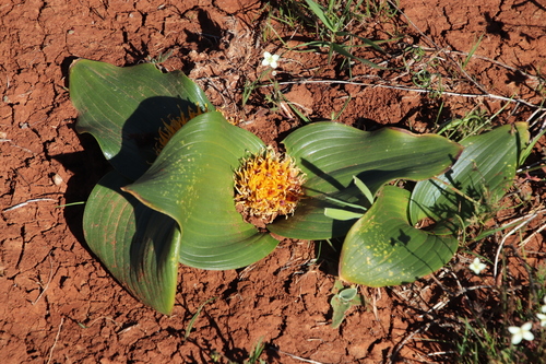 Image of Daubenya capensis by (c) Tony Rebelo, some rights reserved (CC BY-SA)