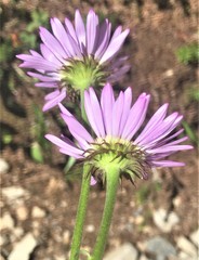 Erigeron glacialis glacialis