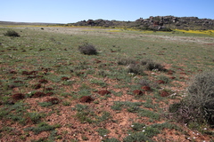 Cryptomys hottentotus