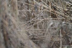 Phylloscopus fuscatus