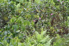 Pterorhinus ruficollis