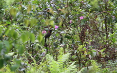 Pterorhinus ruficollis