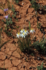 Pauridia serrata albiflora