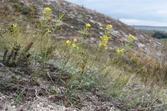 Brassica elongata pinnatifida
