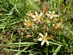 Triteleia ixioides anilina