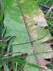 Puccinia taraxaci