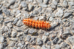 Acronicta rumicis