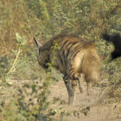 Hyaena hyaena