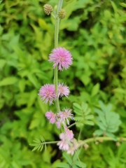 Mimosa diplotricha