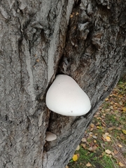 Pleurotus dryinus