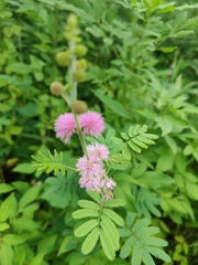 Mimosa diplotricha