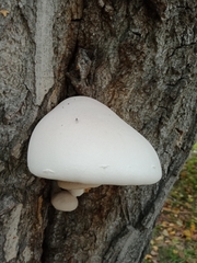 Pleurotus dryinus