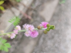 Mimosa diplotricha