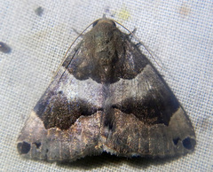Dysgonia senex
