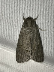 Acronicta americana