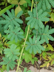 Mimosa diplotricha