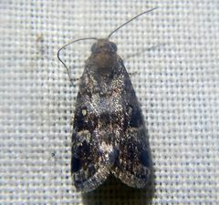 Paromphale caeca