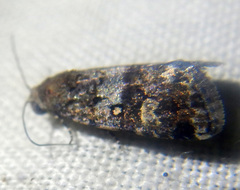 Paromphale caeca