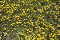 Senecio abruptus