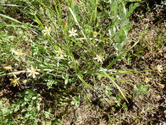 Triteleia ixioides anilina