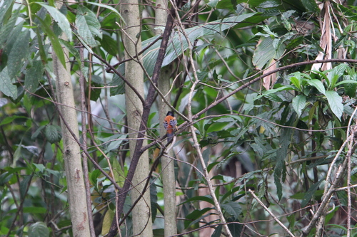 Rufous-backed Sibia (Leioptila annectens), photo 10