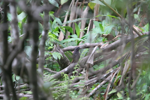 Cachar Wedge-billed Babbler (Stachyris roberti), photo 4
