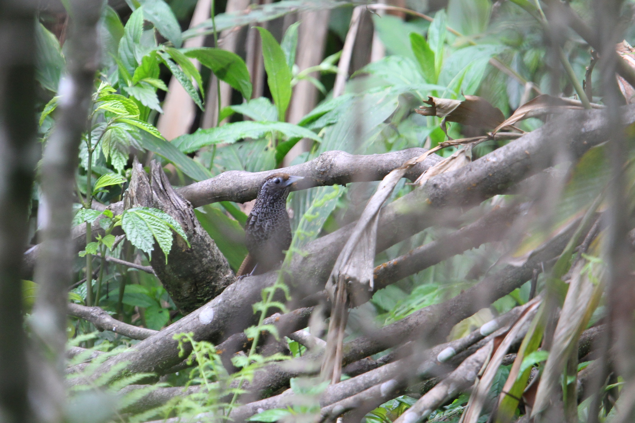 Cachar Wedge-billed Babbler