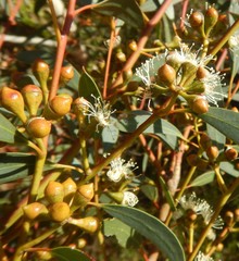 Eucalyptus diversifolia
