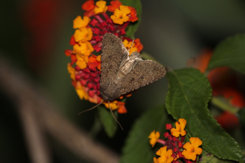 Copitarsia
